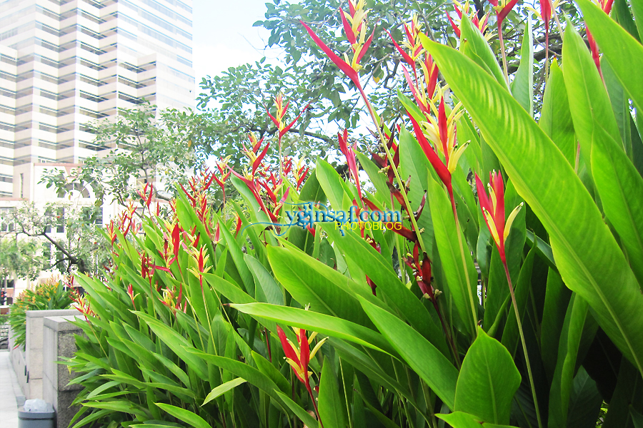 (insert heliconia along the way to public bank)